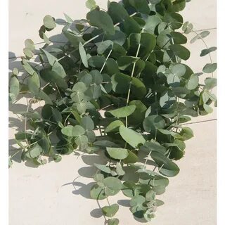 Silver Dollar Eucalyptus Seeds Johnny's Selected Seeds Silve