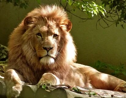 Photography of lion near wall HD wallpaper Wallpaper Flare