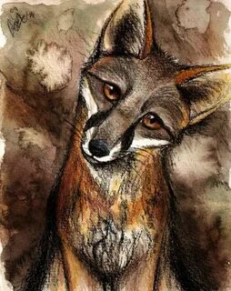 Gray Fox Fox art, Fox drawing, Art