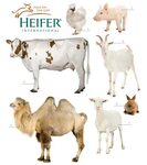 heifer international Mad Hatter Rabbits & MicroFarm