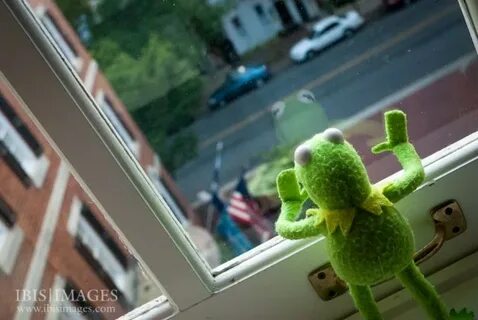 Kermit looking out the window - Best images all time - page 