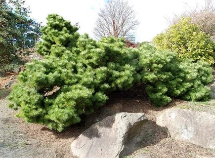 Сосна Pinus thunbergii Sayonara C15 50-60 CM