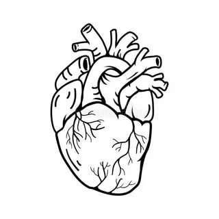 Images Of Real Heart Cartoon Drawing