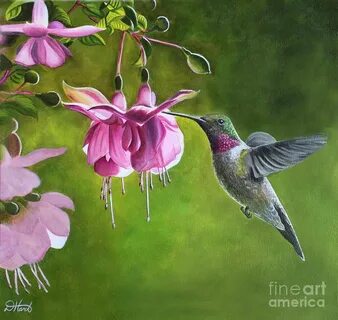 Hummingbird And Fuschia Hummingbird painting, Artwork, Paint