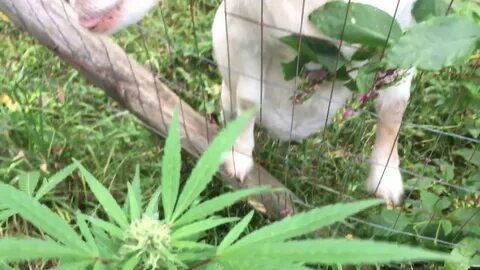 Goat eats cannabis - YouTube
