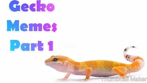 Gecko Memes Part 1 - YouTube