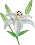 Lily Flower Clipart Png Image - White Lily Png - (991x1206) 