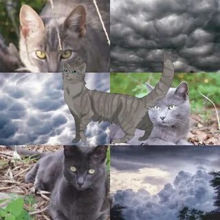 Warrior Cat Aesthetic Requests - Completed Warriors Amino