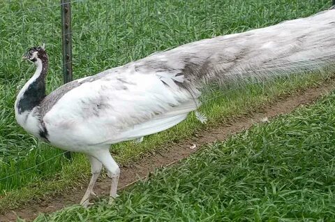 Silver Pied Peafowl Birds Pictures