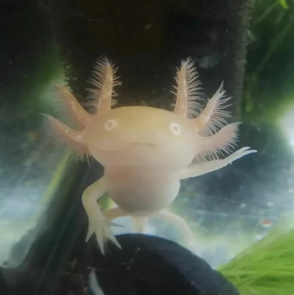 Axolotl black dota фото 51