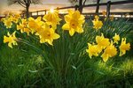 The curious reason why we just don't give daffodils enough c