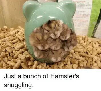 ✅ 25+ Best Memes About Snuggling Snuggling Memes