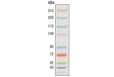 Color-coded Prestained Protein Marker, High Range (43-315 kD