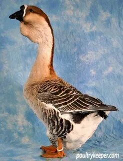 African Geese For Sale Geese breeds, Goose, Beautiful birds