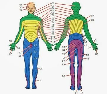 Dermatomes: A dermatome is an area of skin which is chiefly 