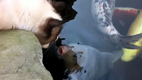 Ragdoll cat gives koi carp a kiss! - YouTube