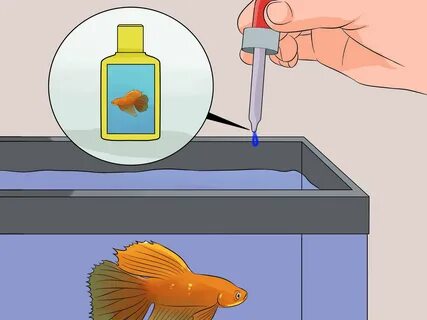 6 Ways to Save a Dying Betta Fish - wikiHow