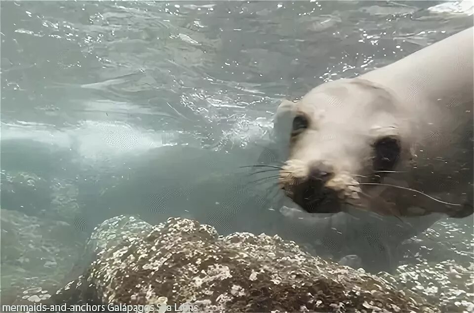 Sea lions GIF - Find on GIFER