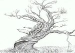 Twisted Tree Drawing Sketch Coloring Page