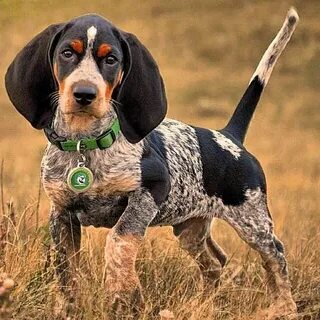 Pin on Blue Tick and other Hounds