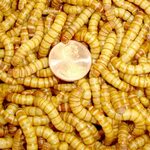 500ct Live Giant Mealworms Max 84% OFF Reptile Bait Birds Be