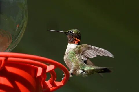 Hummingbird Special - Birds in the Yard