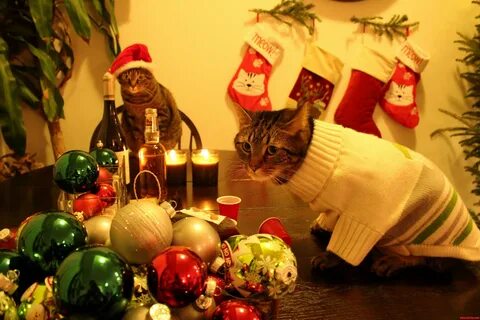 Christmas Eve Cat Party Cute cats HQ - Pictures of cute cats