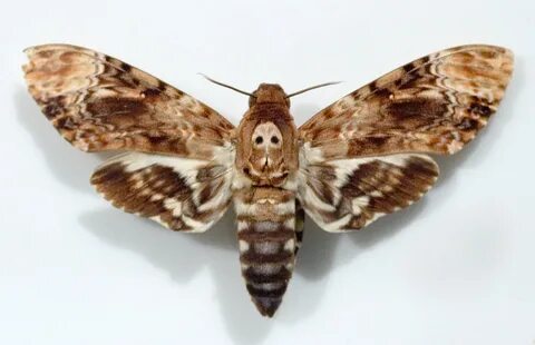 death's-head hawkmoth - Wiktionary