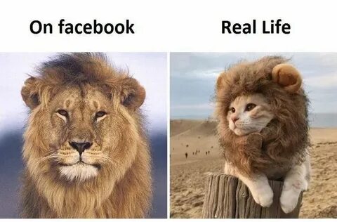 Pin by Wikimemes on Funny Lion Memes Really funny pictures, 