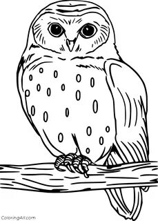 Owl Coloring Pages - ColoringAll