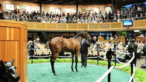 Thoroughbred Auctions