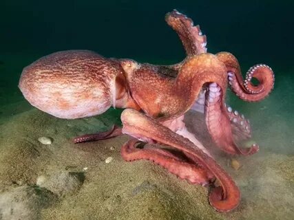 The giant octopus is an intellectual among cephalopods