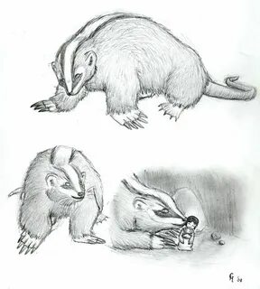 Badgermole sketches by Porcubird Avatar animals, Sketches, A