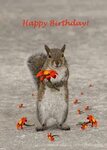 Happy Birthday from Squirrel Photograph by Zina Stromberg Fi