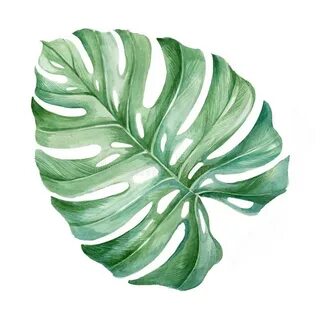 Monstera Leaf. Watercolor Drawing. Botany. Stock Illustratio