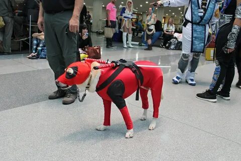 dogpool Dog dressed up as Deadpool at the New York Comic C. 