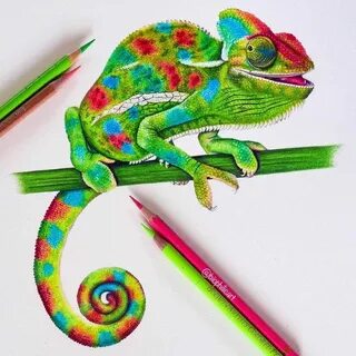 Brightly Colored Animal Pencil Drawings Pencil drawings of a