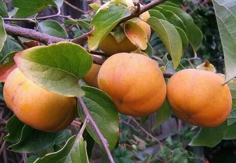 Gardening 101: Persimmon Trees Botanik Fuyu persimmon tree, 