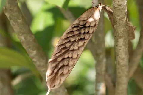 About Plumeria Seeds Growing Plumeria From Seed Seed pods, P