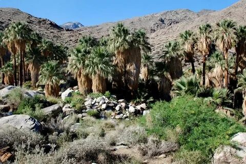 Indian Canyons Palm Springs Day Trip Desert Hiking Adventure