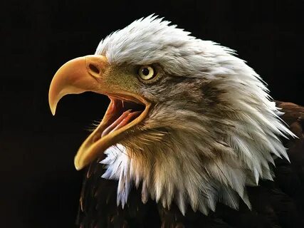 Angry Eagle by Tony Mearman on 500px Eagle face, Pet birds, 