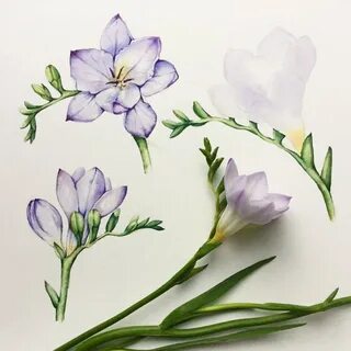 Freesia Flowers on Behance