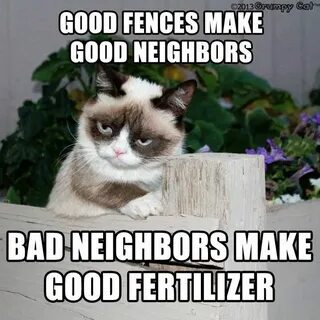 Bad Neighbor Funny grumpy cat memes, Grumpy cat humor, Grump