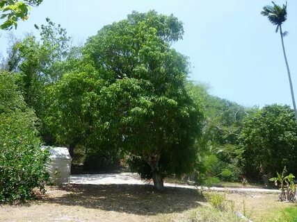 File:Cogshall mango tree.jpg - Wikipedia