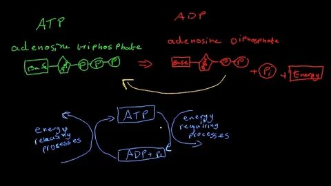 ATP and ADP+Pi (cellular energy transfer) - YouTube