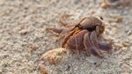 Has Your Hermit Crab Left Its Shell? Here’s What to Do! Pet 