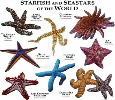Starfish & Sea Stars Of The World.....ROGER D HALL.....a sci