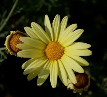 Edit free photo of Flower,daisy,yellow,petals,tiny crab spid