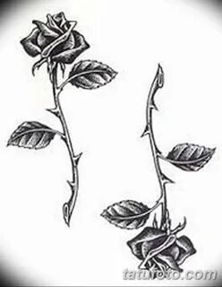 Фото тату роза с шипами 26.06.2019 № 104 - spiked rose tatto