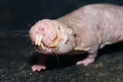 Download Nake Mole Rat Pictures on Animal Picture Society